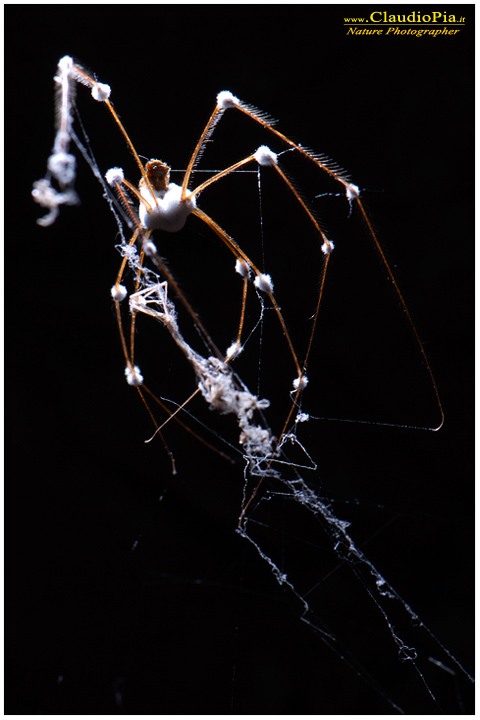 Pholcus phalangioides, ragno, miniera, val graveglia